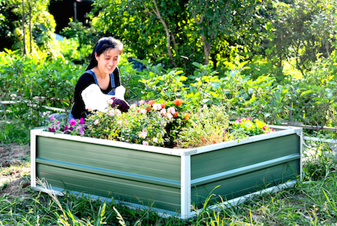 Raised Garden Beds